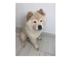 5 months old Chow Chow puppy - 2