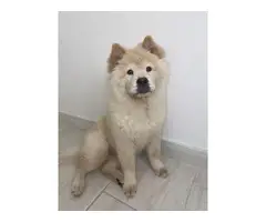 5 months old Chow Chow puppy - 3
