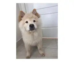 5 months old Chow Chow puppy - 5