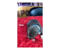 Beautiful blue-nosed pitbull puppies - 5