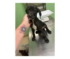 2 Great Dane Puppies for Sale