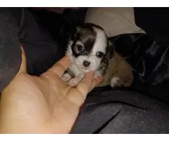 4 Teacup Chihuahua Puppies for Sale