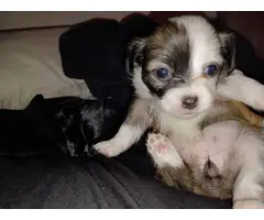 4 Teacup Chihuahua Puppies for Sale - 2