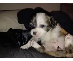 4 Teacup Chihuahua Puppies for Sale - 3
