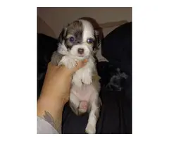 4 Teacup Chihuahua Puppies for Sale - 4