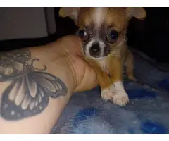 4 Teacup Chihuahua Puppies for Sale - 5