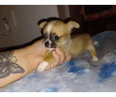 4 Teacup Chihuahua Puppies for Sale - 6