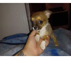 4 Teacup Chihuahua Puppies for Sale - 7