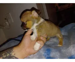 4 Teacup Chihuahua Puppies for Sale - 8