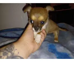 4 Teacup Chihuahua Puppies for Sale - 9