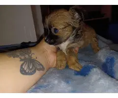 4 Teacup Chihuahua Puppies for Sale - 10