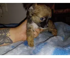 4 Teacup Chihuahua Puppies for Sale - 13