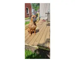 3 Bullmastiff puppies for sale