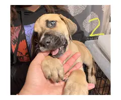 4 UKC Presa Canario puppies for sale - 4