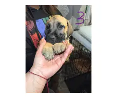 4 UKC Presa Canario puppies for sale - 7