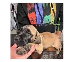 4 UKC Presa Canario puppies for sale