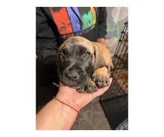 4 UKC Presa Canario puppies for sale - 10