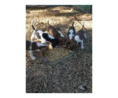 Beautiful 10-week-old Beagle puppies - 3