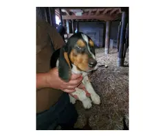 Coonhound mix puppies for sell - 1