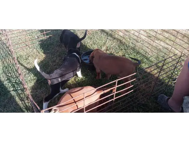 Coonhound mix puppies for sell - 2/5