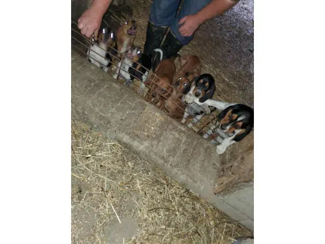 Coonhound mix puppies for sell - 3/5