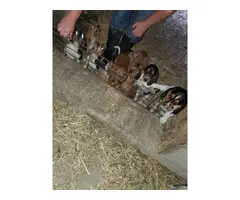 Coonhound mix puppies for sell - 3