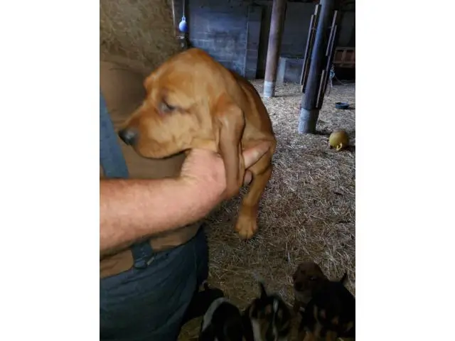 Coonhound mix puppies for sell - 5/5