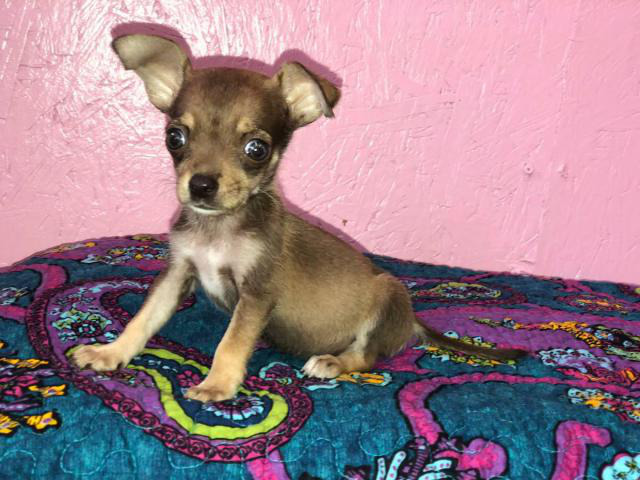 2 female apple head Chihuahua puppies Forney - Puppies for Sale Near Me