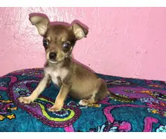 2 female apple head Chihuahua puppies - 2