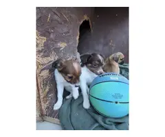Chihuahua pug puppies