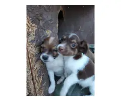 Chihuahua pug puppies - 2