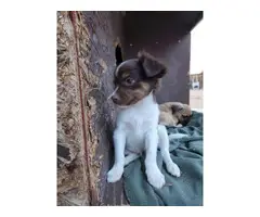 Chihuahua pug puppies - 4
