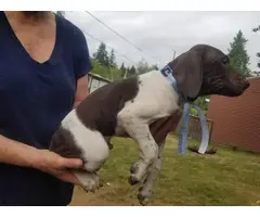 6 German Shorthair Pointer puppies for sale - 2