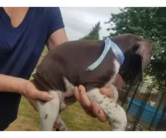 6 German Shorthair Pointer puppies for sale - 3