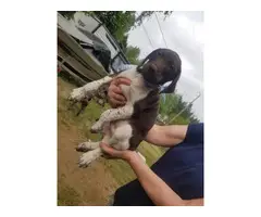 6 German Shorthair Pointer puppies for sale - 5