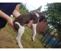 6 German Shorthair Pointer puppies for sale - 6