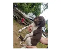 6 German Shorthair Pointer puppies for sale - 7