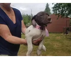 6 German Shorthair Pointer puppies for sale - 8