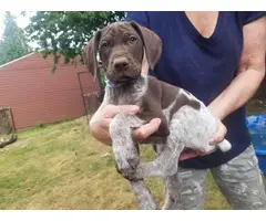 6 German Shorthair Pointer puppies for sale - 9