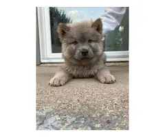 Chow puppies for good homes - 2