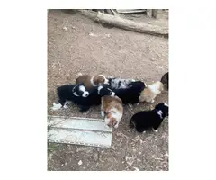 Australian Shepherd Puppies for sale - 14