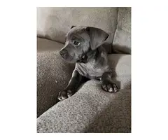 14-week-old pitbull puppy looking for a new home
