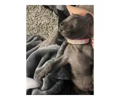 14-week-old pitbull puppy looking for a new home - 3