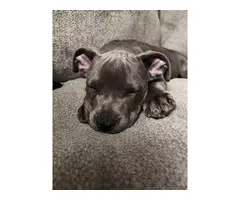 14-week-old pitbull puppy looking for a new home - 4