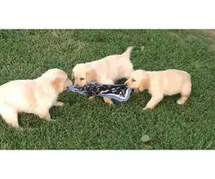 Golden retriever puppies - 2