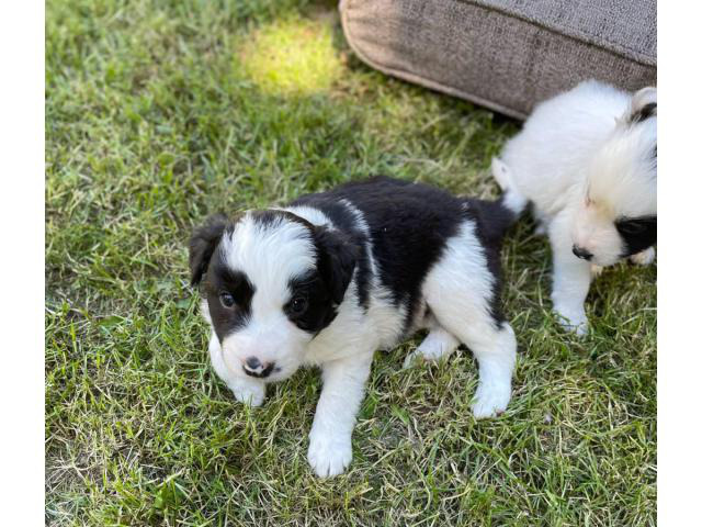 Purebred Border Collies For Adoption Portland Puppies For Sale Near Me 4033