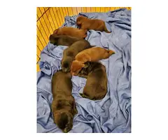 AKC Chocolate and black Lab puppies for sale