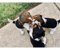 Playful tri-color Beagle puppies