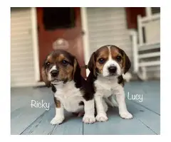 Playful tri-color Beagle puppies - 2