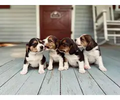 Playful tri-color Beagle puppies - 4